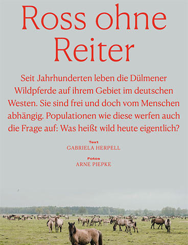 Ross ohne Reiter